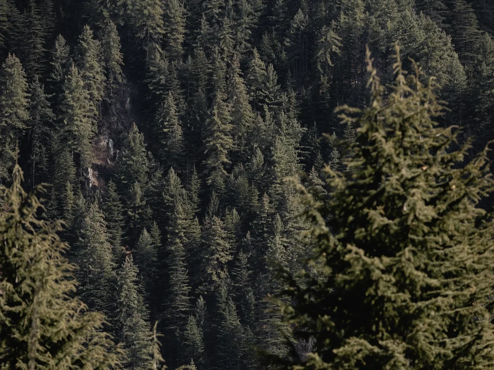 Pine trees
